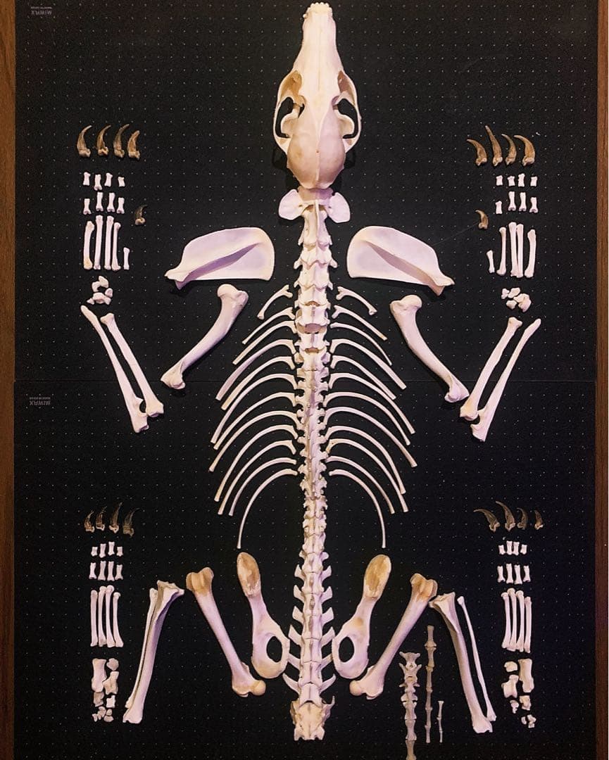 狐 骨格標本 全身