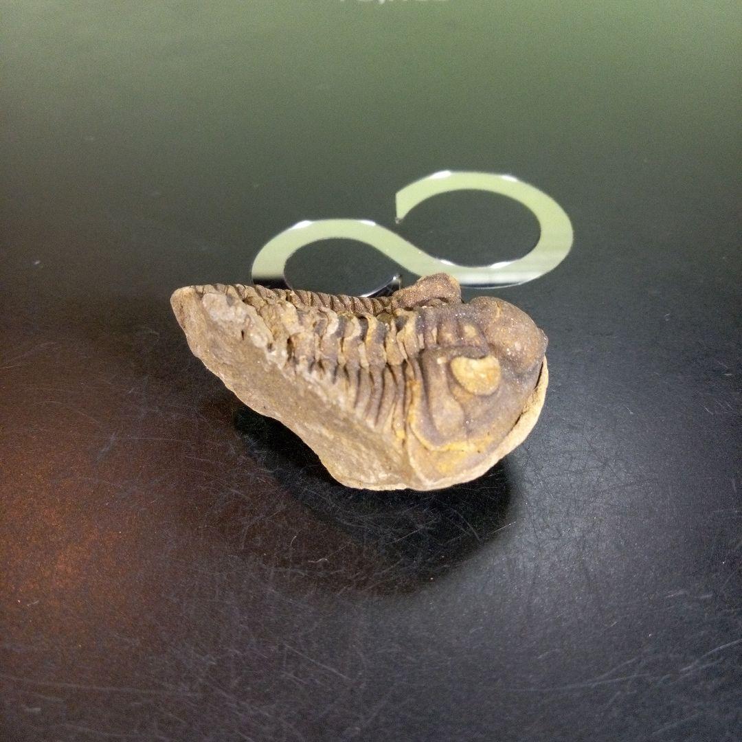 三葉虫　化石　fossil　ボリビア産　trilobite　ノジュール判別③