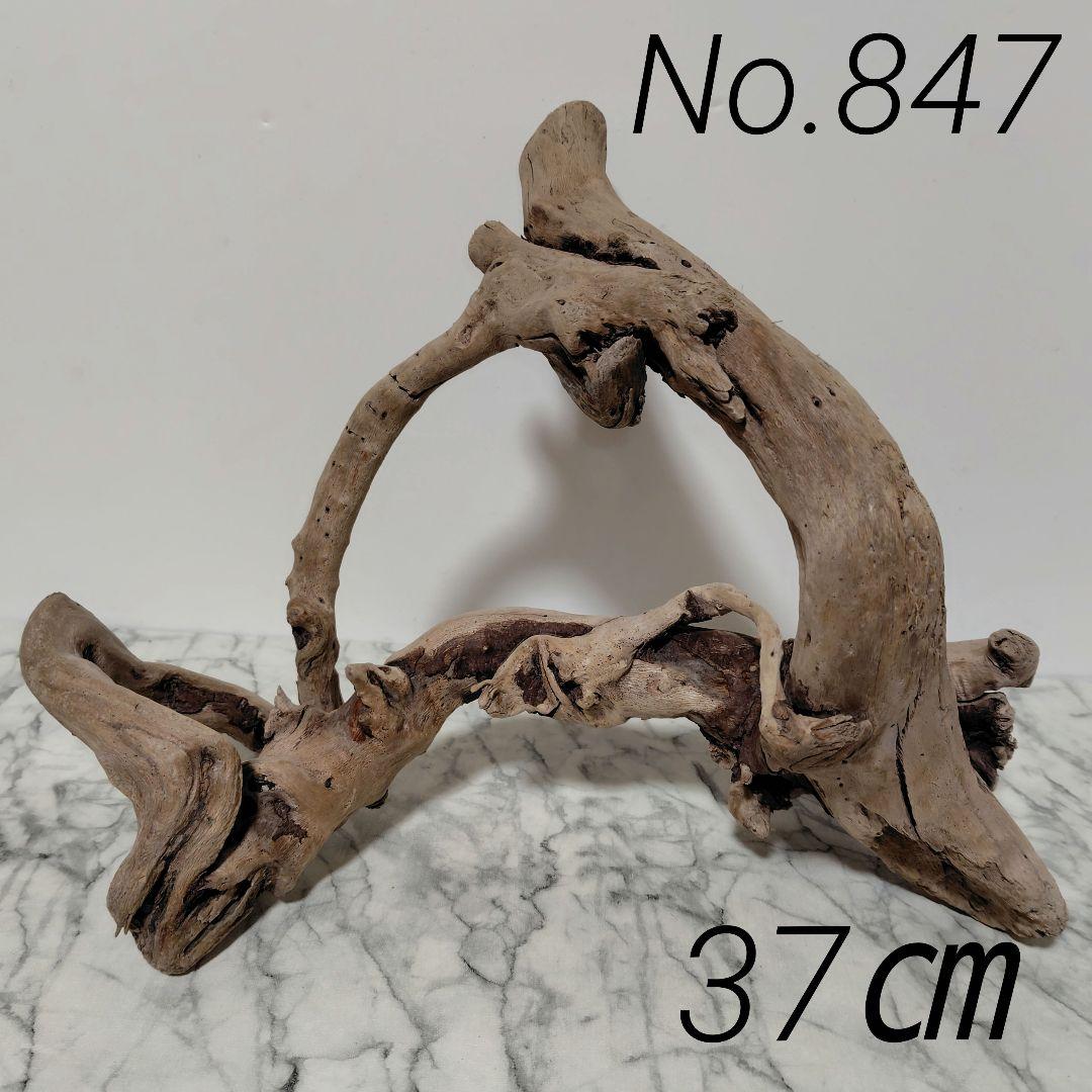 アク抜き済み流木【847】セール