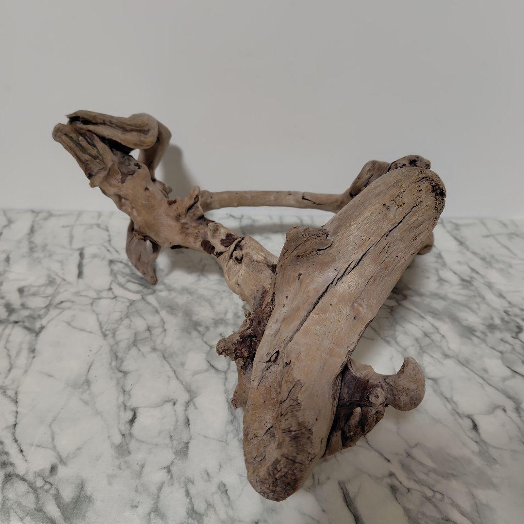 アク抜き済み流木【847】セール