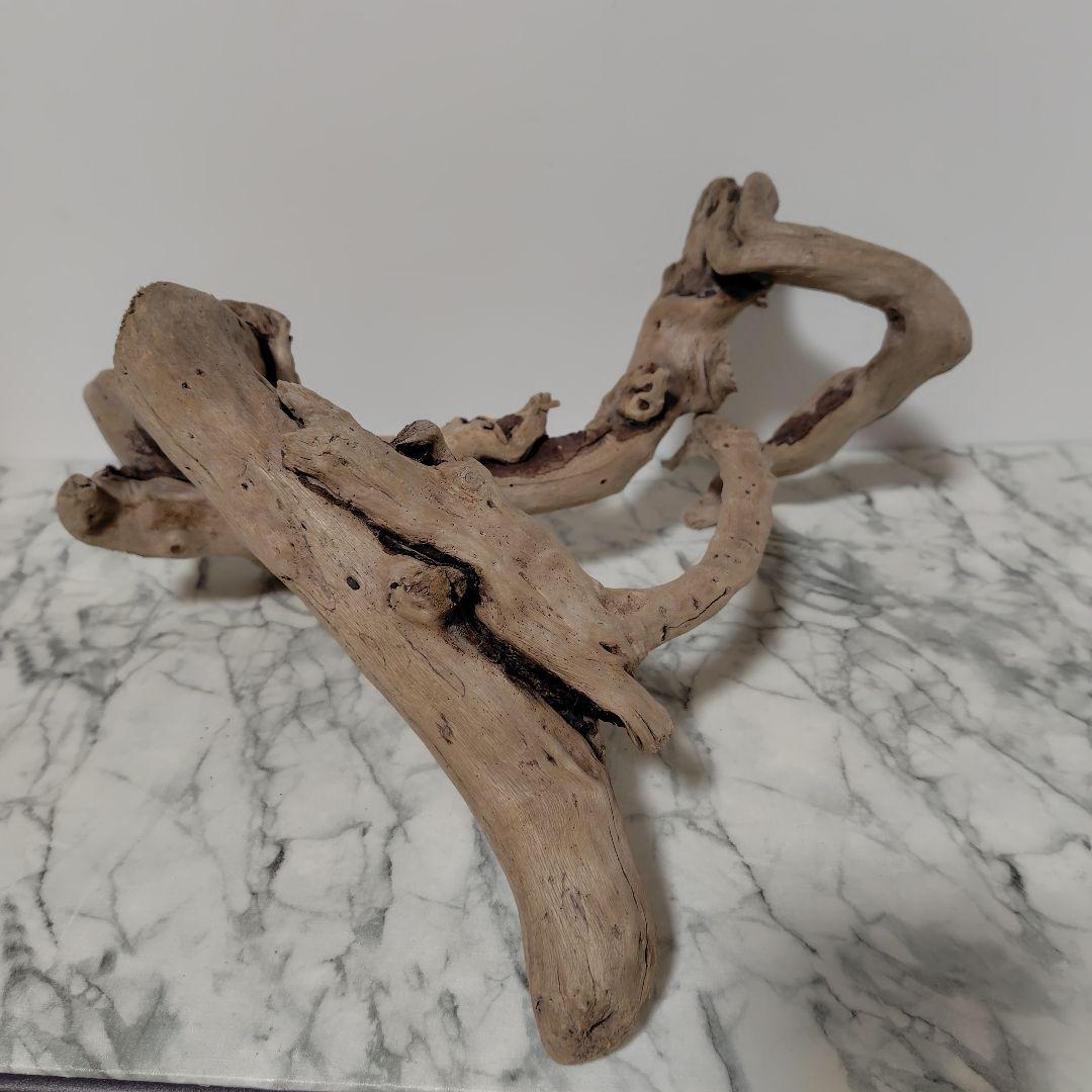 アク抜き済み流木【847】セール