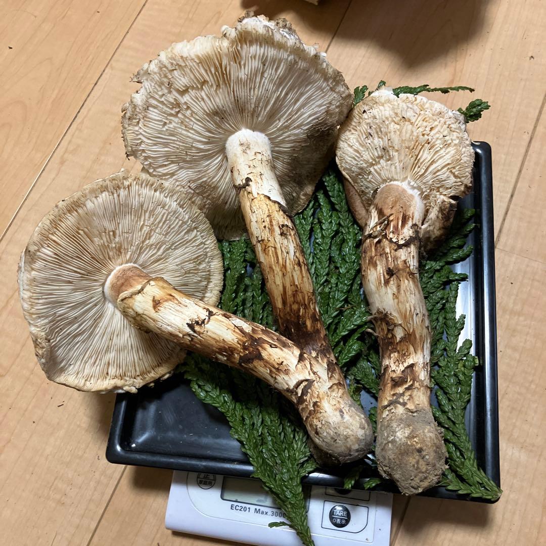 北海道産❗️天然松茸❗️700g‼️終盤‼️