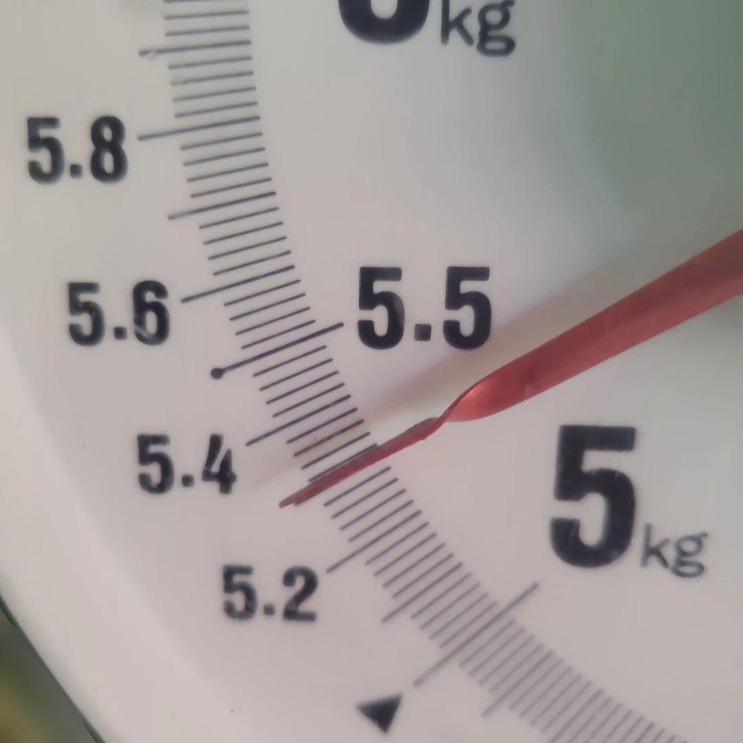 9️⃣ 山梨県産 シャインマスカット １０房入り 箱込み5.3キロ