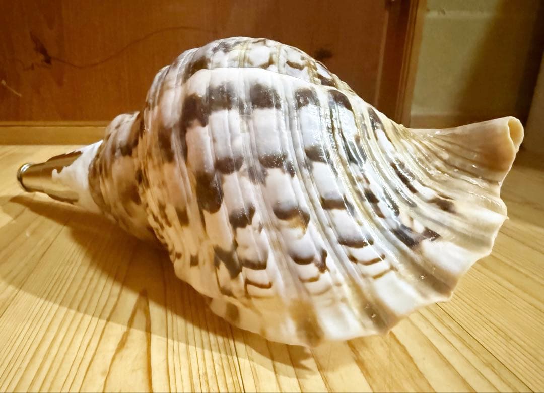 修験道法螺貝　山伏　密教　魔除け　熊よけ❣️ほら貝　ホラガイ