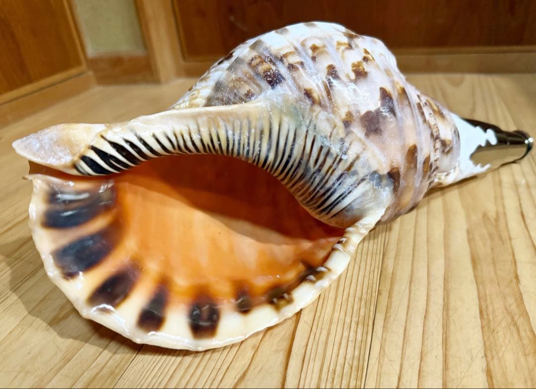 修験道法螺貝　山伏　密教　魔除け　熊よけ❣️ほら貝　ホラガイ