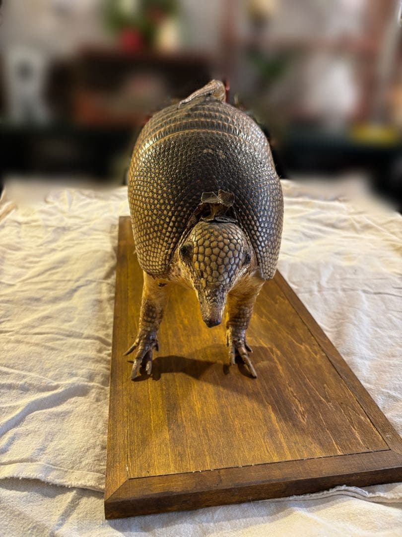 ココノオビアルマジロ/剥製/ワシントン条約 ・日本国内法（種の保存法）対象外