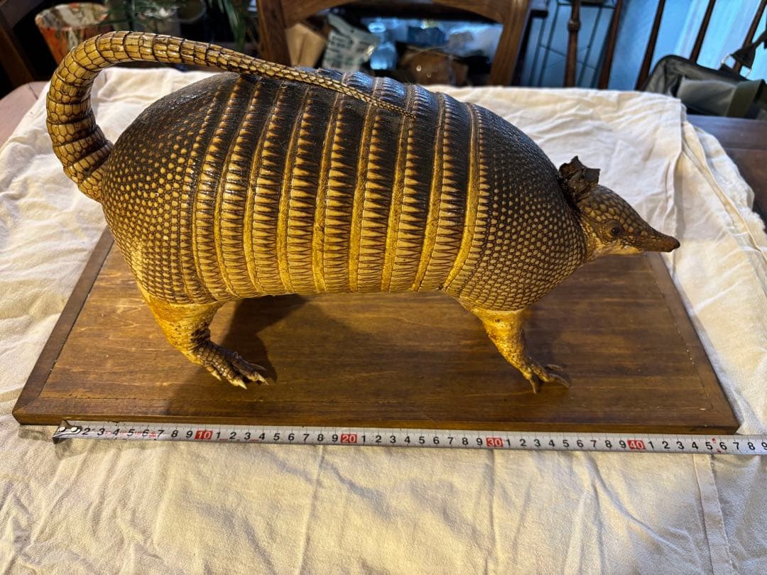 ココノオビアルマジロ/剥製/ワシントン条約 ・日本国内法（種の保存法）対象外