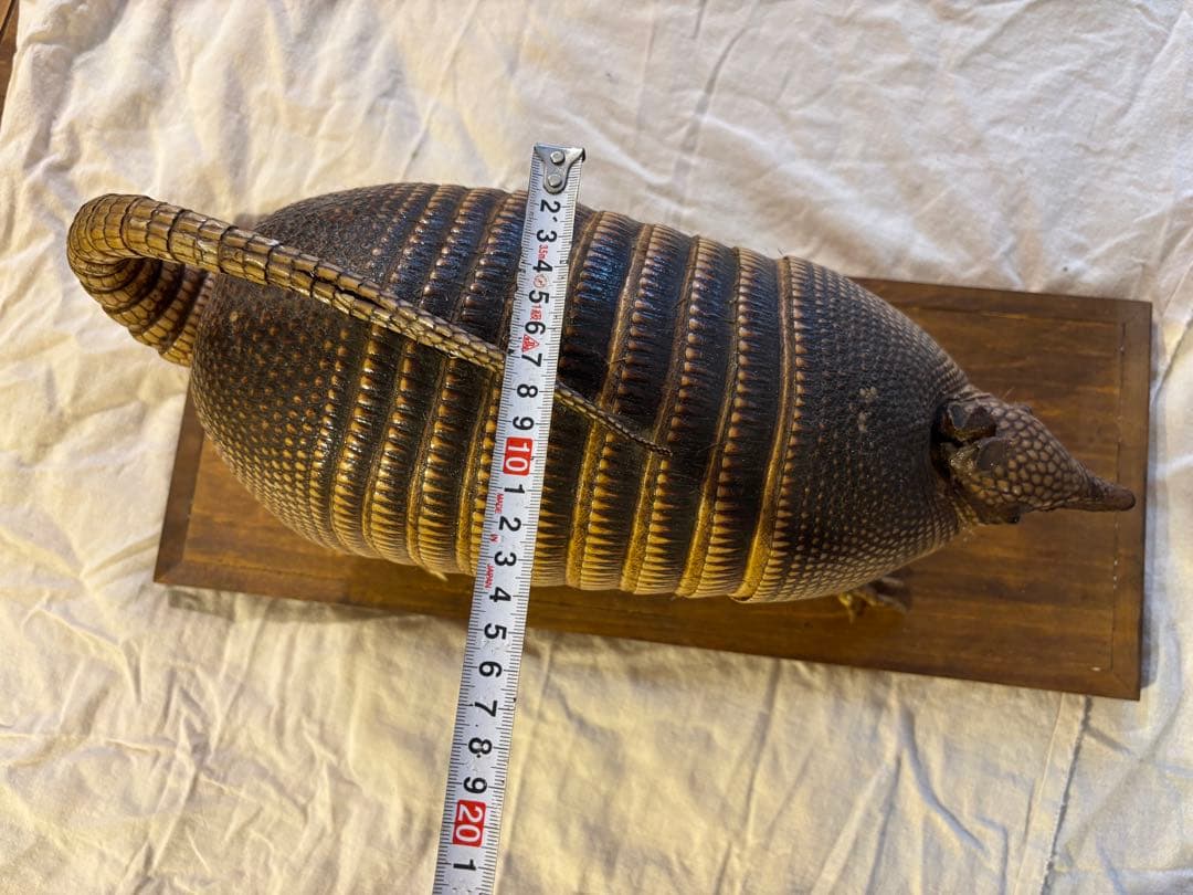 ココノオビアルマジロ/剥製/ワシントン条約 ・日本国内法（種の保存法）対象外
