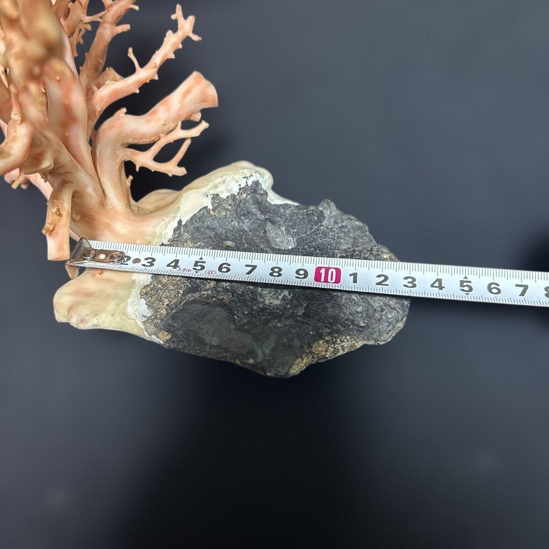 高知県産天然桃色珊瑚873グラム特大サイズ