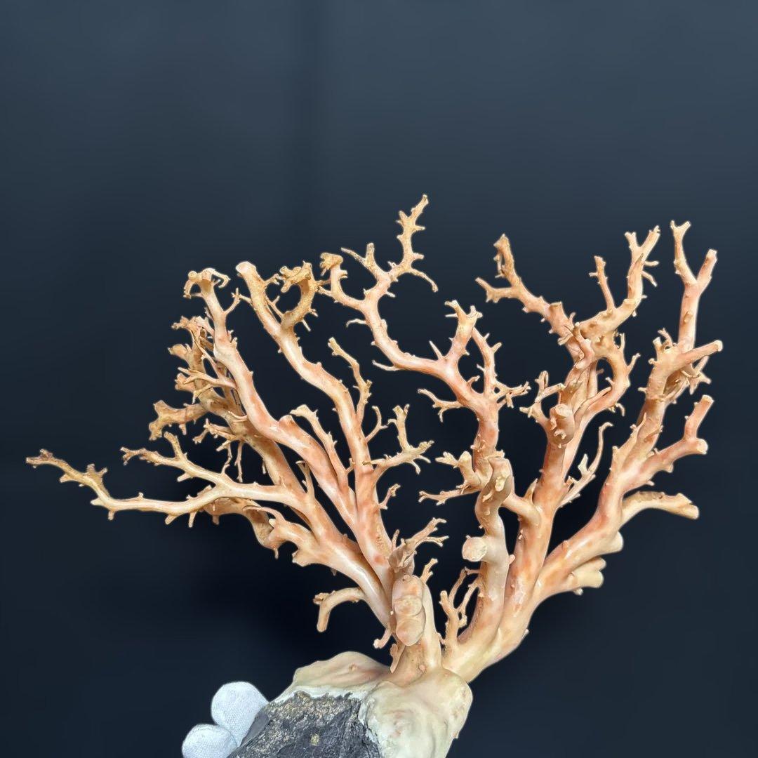 高知県産天然桃色珊瑚873グラム特大サイズ