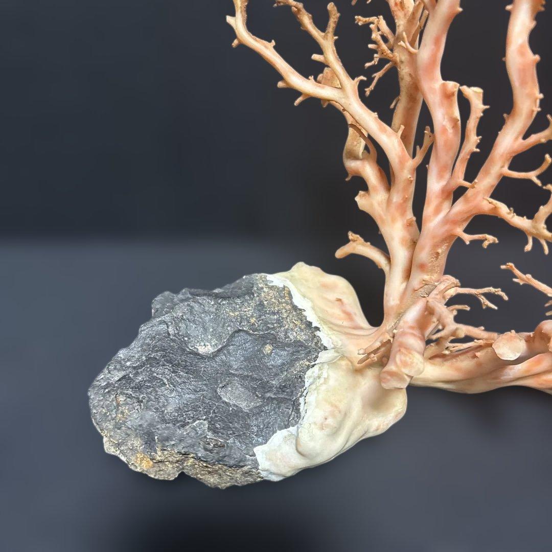 高知県産天然桃色珊瑚873グラム特大サイズ