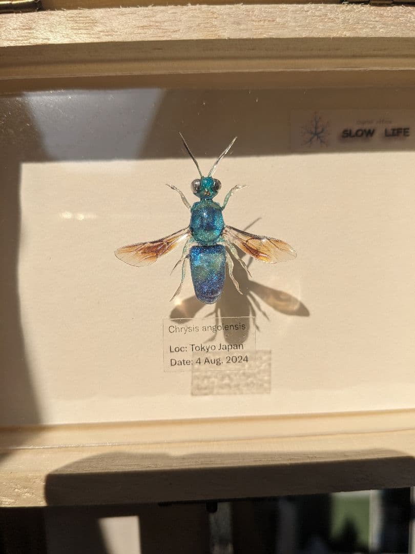 クロバネセイボウ　３５ミリ