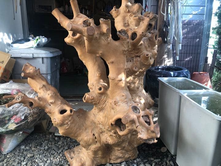 大木の幹　鑑賞用　インテリア　アンティーク　流木　置物　天然木