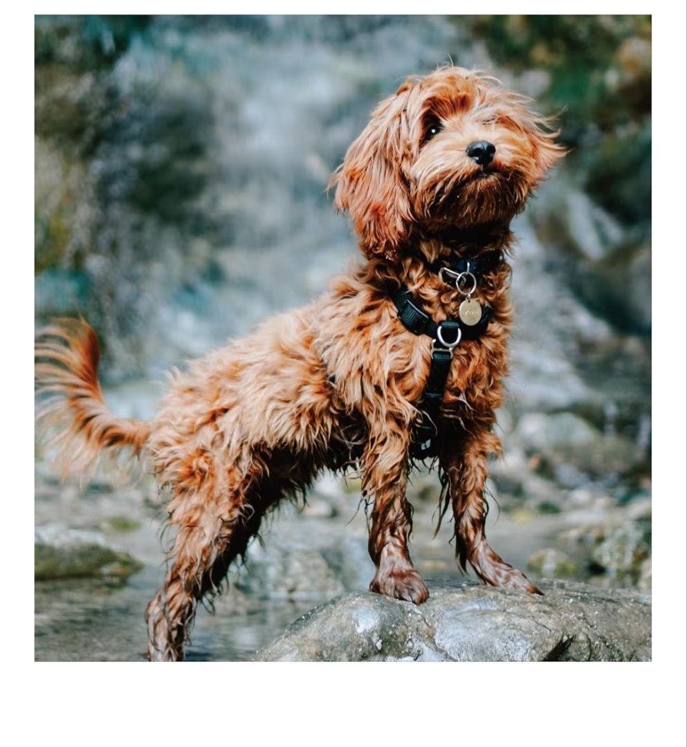 Blue9　バランスハーネス　XSサイズ　 ブラック・ピンク　新品未使用