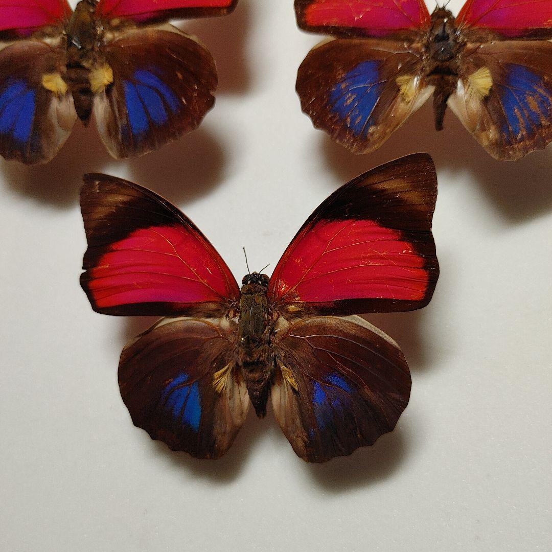 アグリアス　クラウデア「3頭」