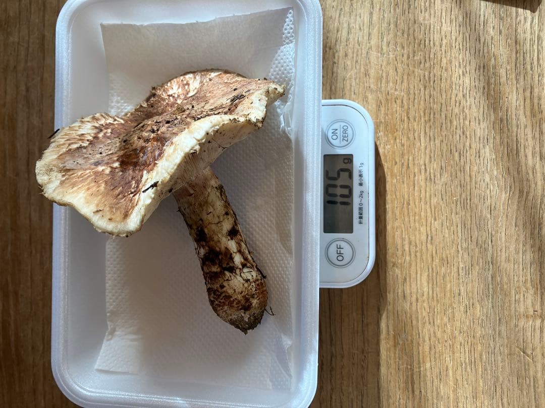 信州伊那の松茸