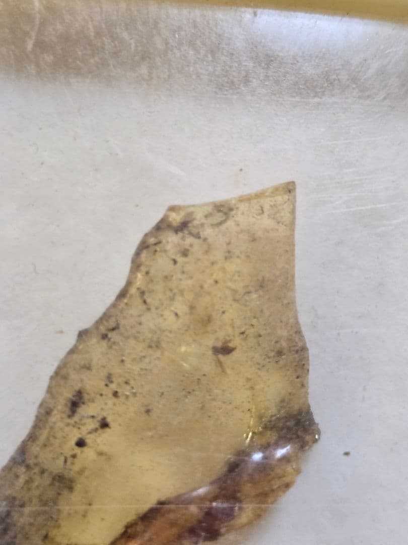 虫入りナチュラルコパル