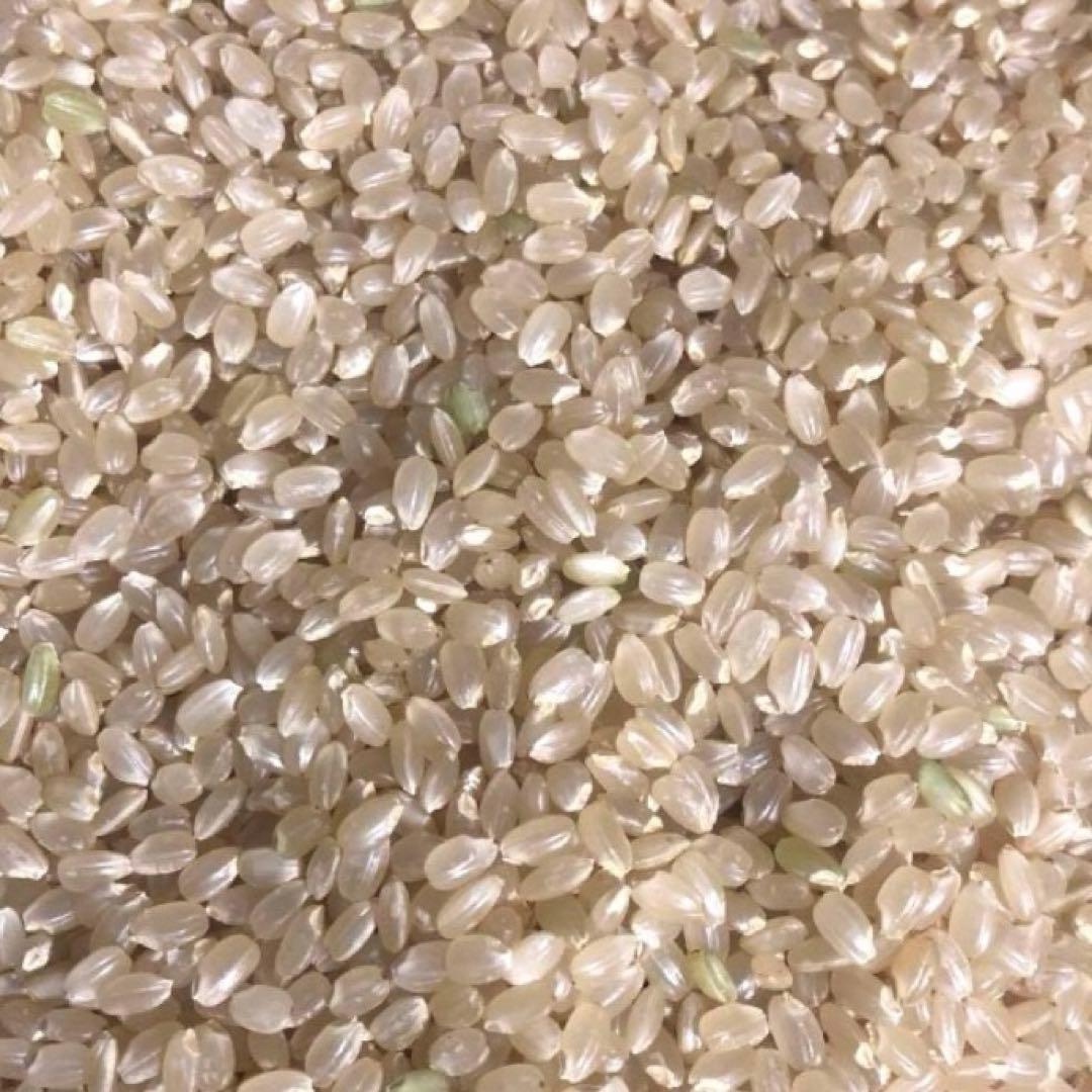 希少！ はざかけ米 無農薬！農家直送 100% コシヒカリ 10Kg