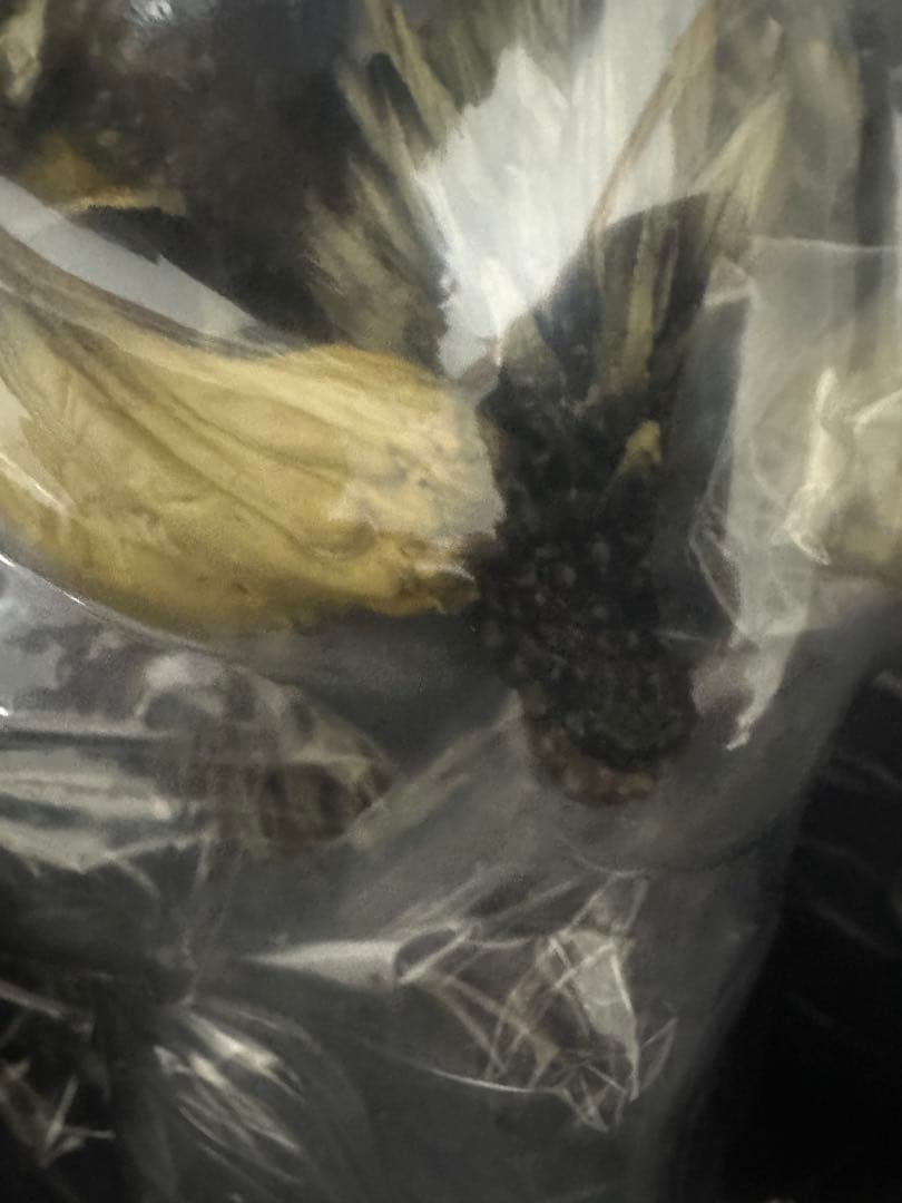 モンスター ハンター クリエイターズモデルネルギガンテ 復刻版