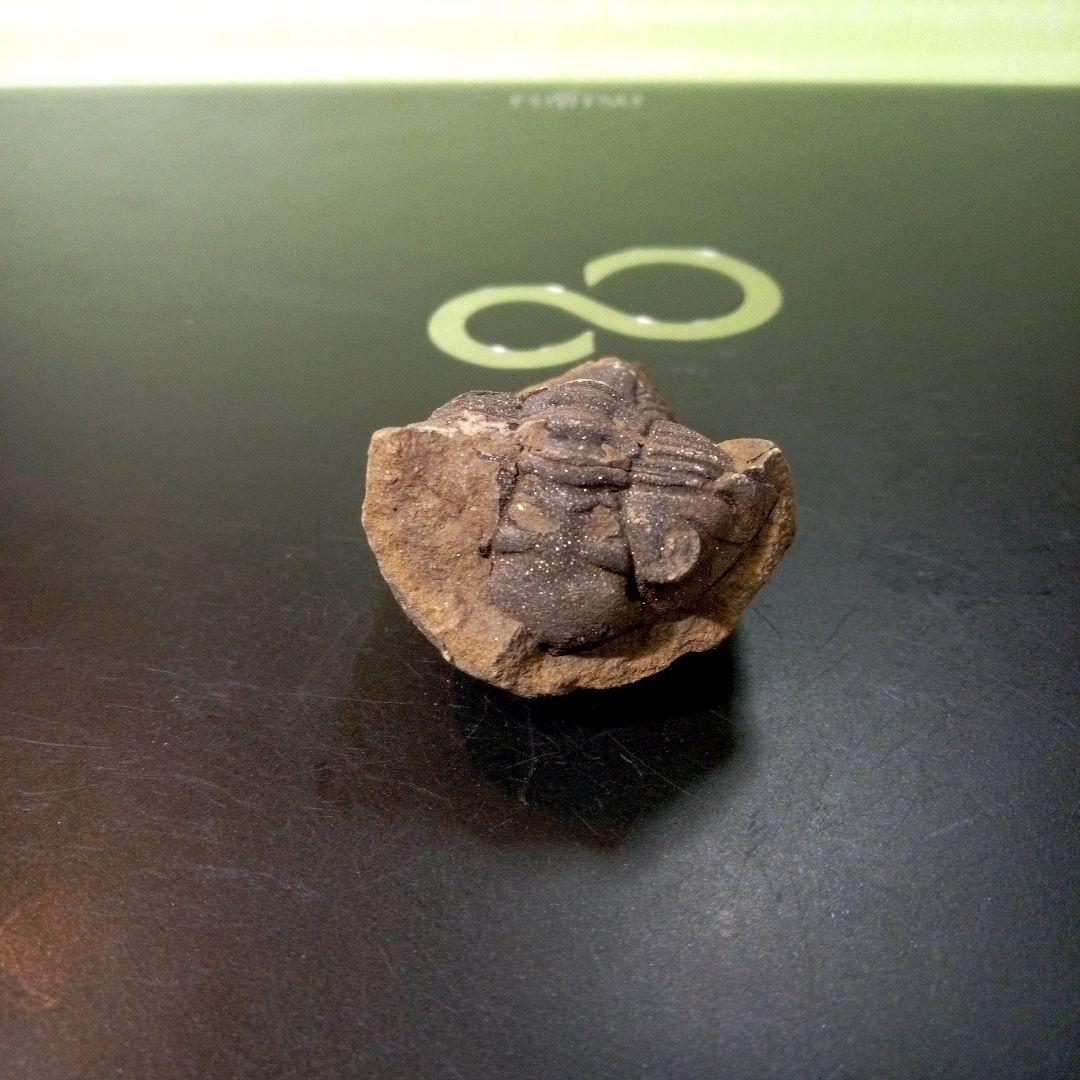 三葉虫　化石　fossil　ボリビア産　トライロバイト　Fossil番号②