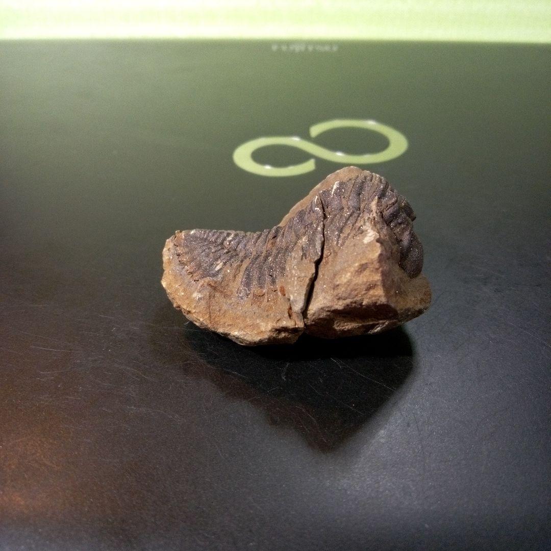 三葉虫　化石　fossil　ボリビア産　トライロバイト　Fossil番号②