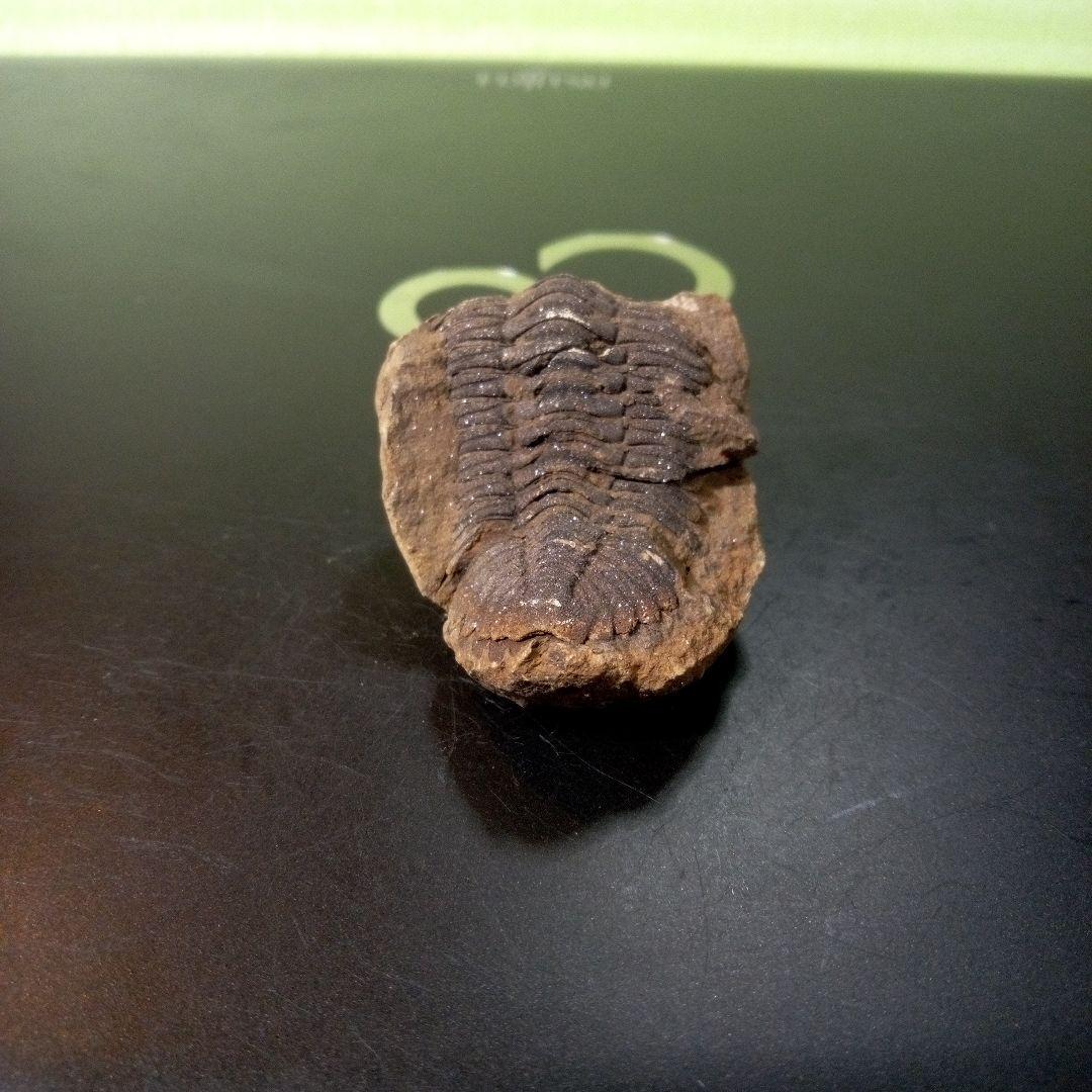 三葉虫　化石　fossil　ボリビア産　トライロバイト　Fossil番号②