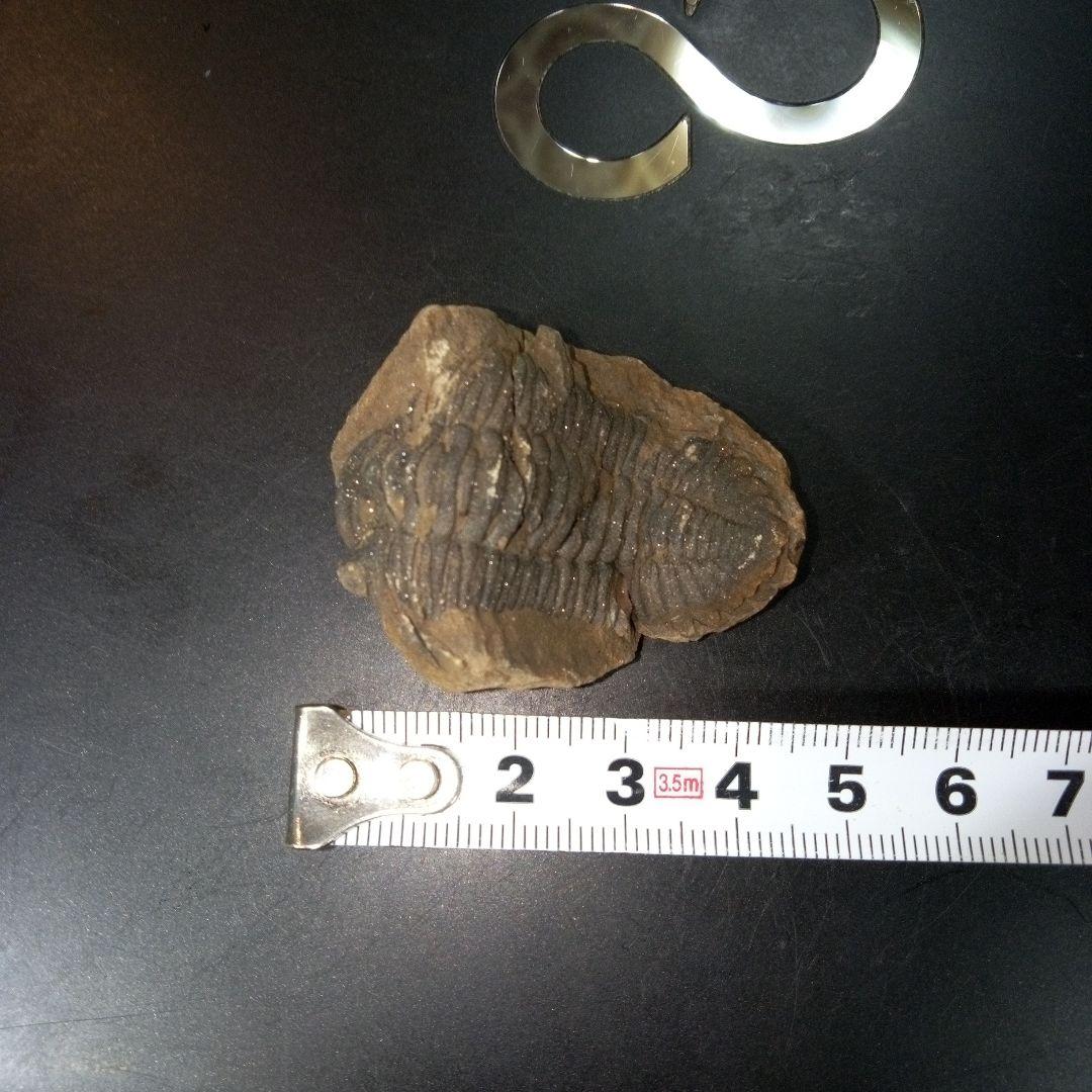 三葉虫　化石　fossil　ボリビア産　トライロバイト　Fossil番号②