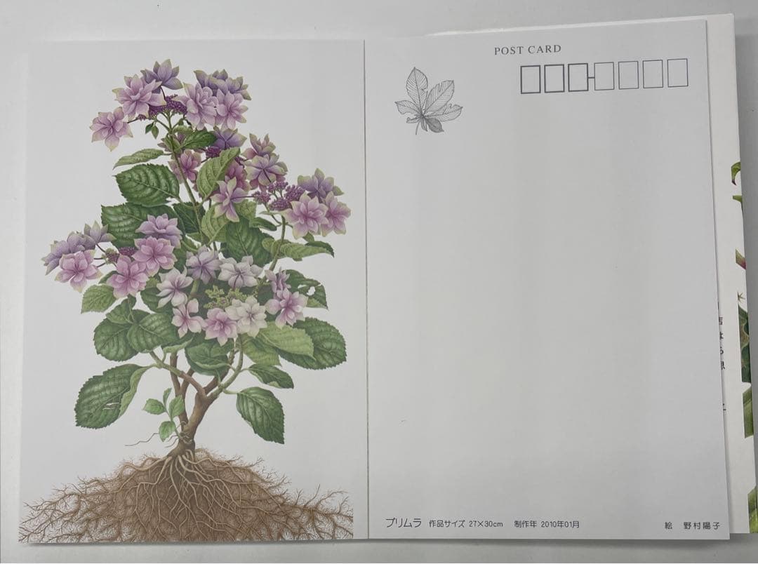 野村陽子　絵葉書集 里山の四季を描く