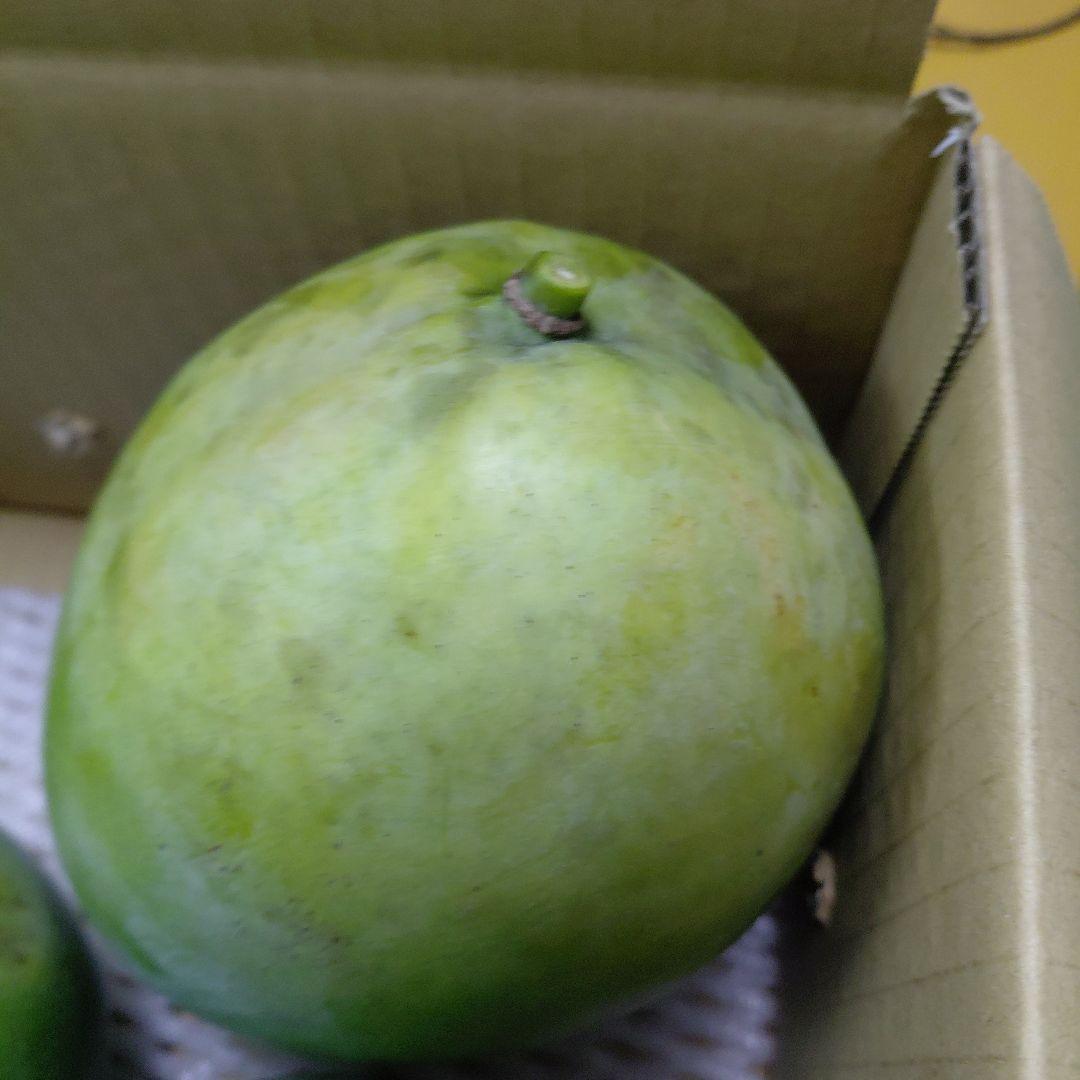 追熟型A　キーツマンゴー５玉