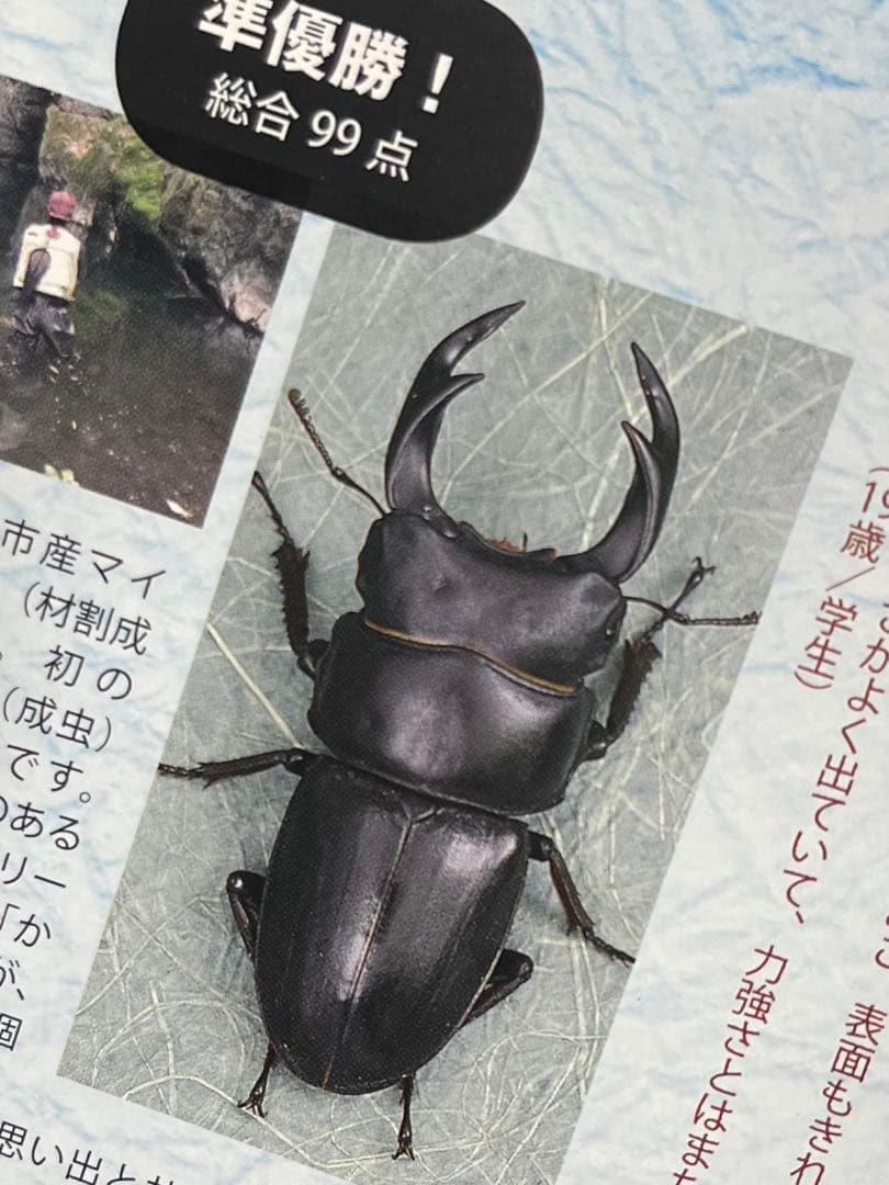 おるなーたMHHC　オオクワガタ　F0 材割成虫59㎜　美形コン2位個体