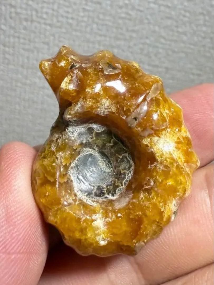 極美品　マダガスカルのアンモナイト化石　2点セット　本物保証　希少　送料無料