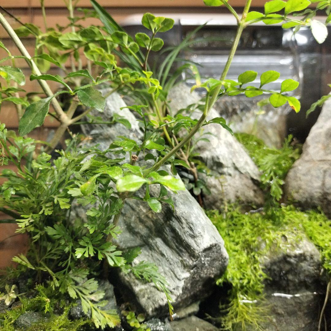 【アクアテラリウム完成品】渓流アクアリウム＋テラリウム30cmキューブ水槽