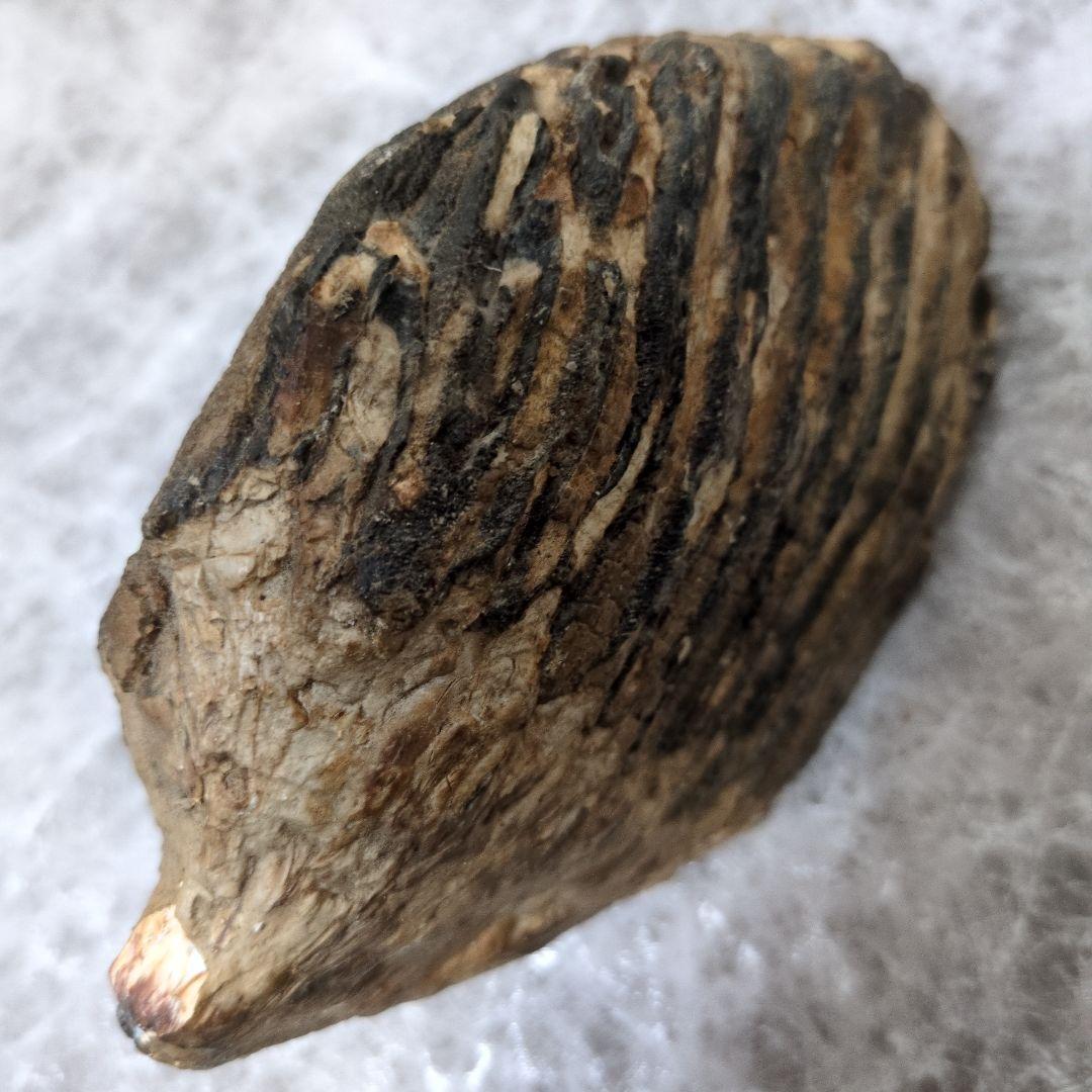 （希少）マンモス ナウマンゾウ 歯化石 臼歯