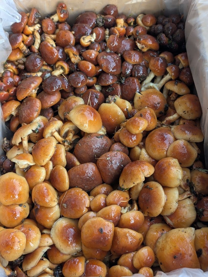 11/20採れ天然なめこ 3キロ