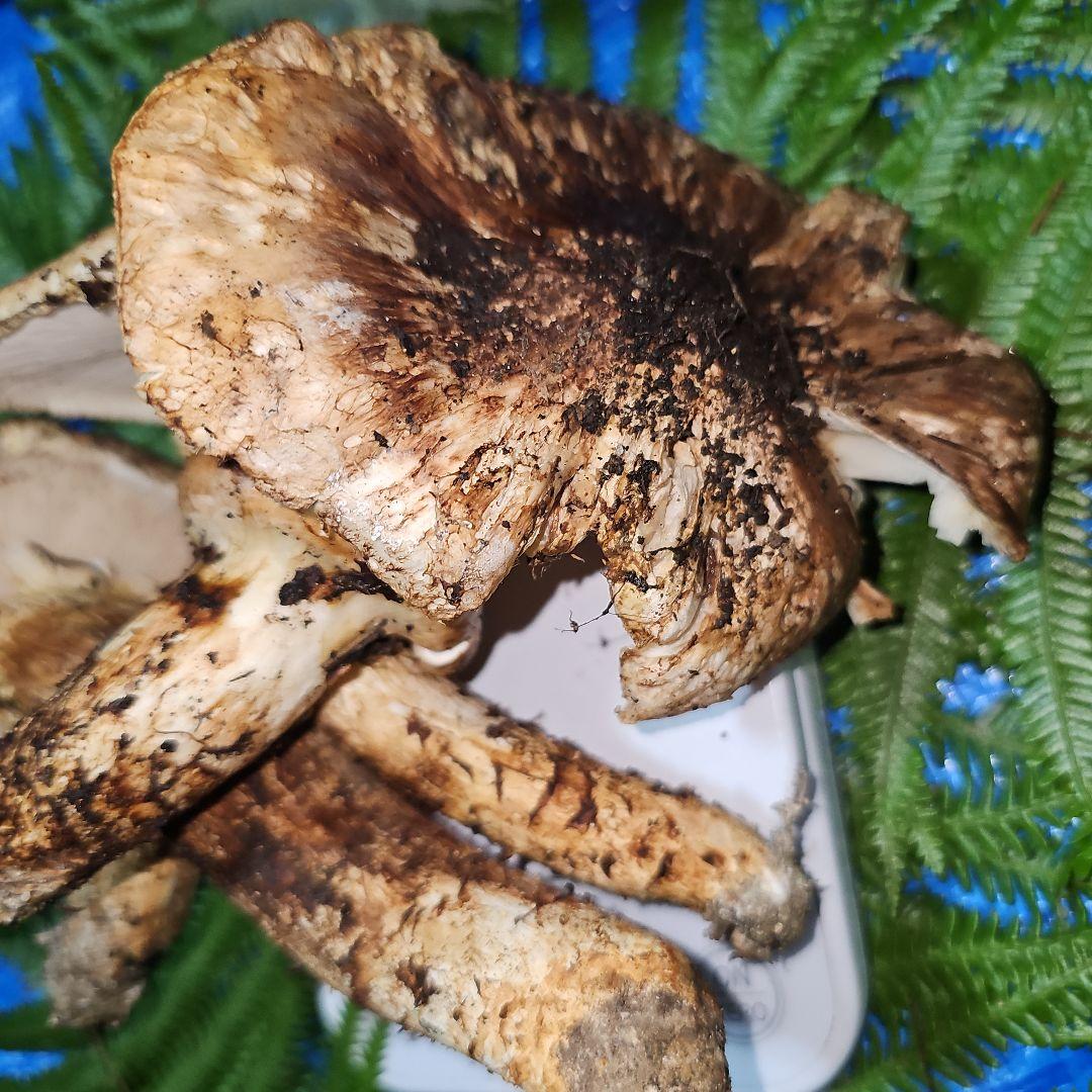 広島県産 松茸 292g　よっしぃさま専用