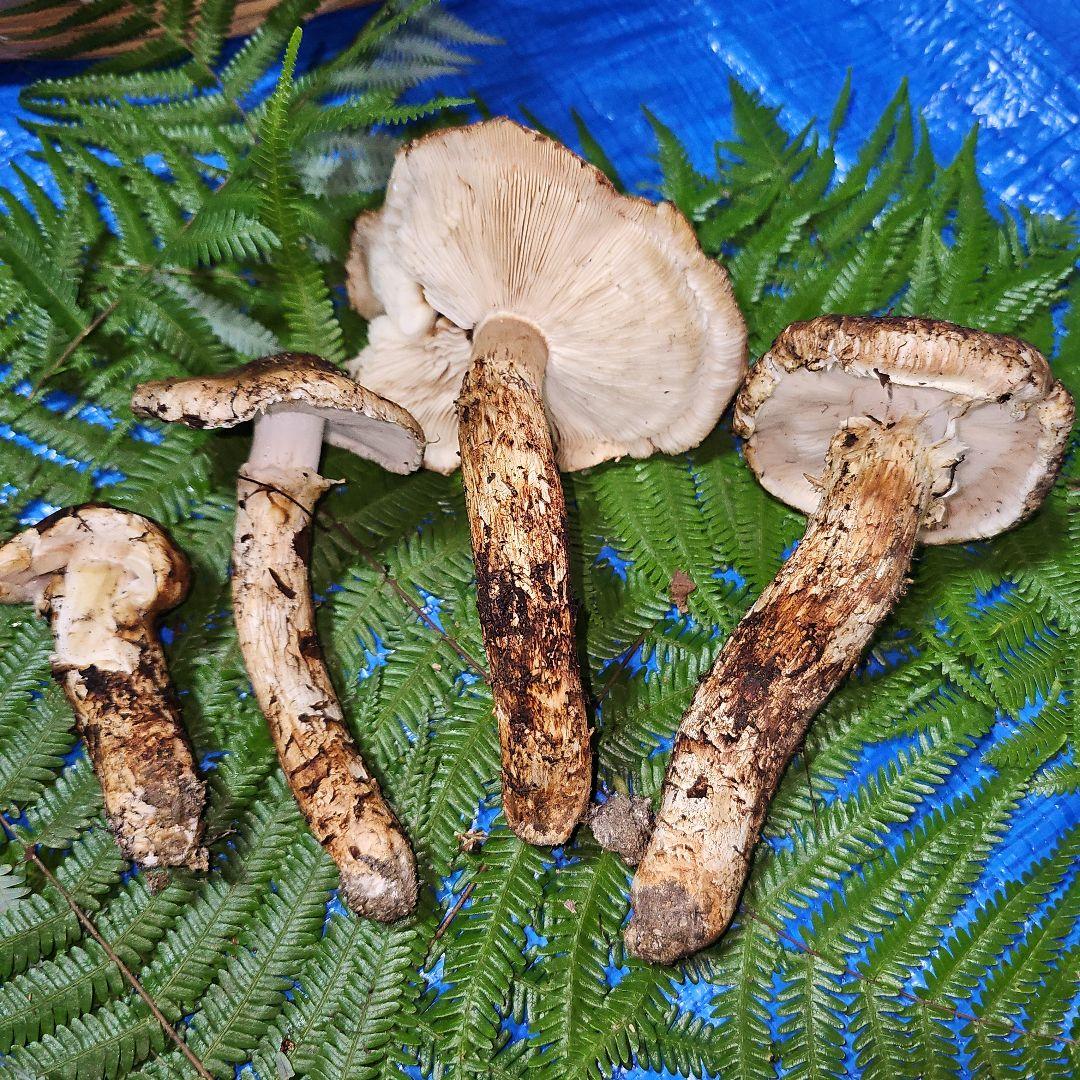 広島県産 松茸 292g　よっしぃさま専用