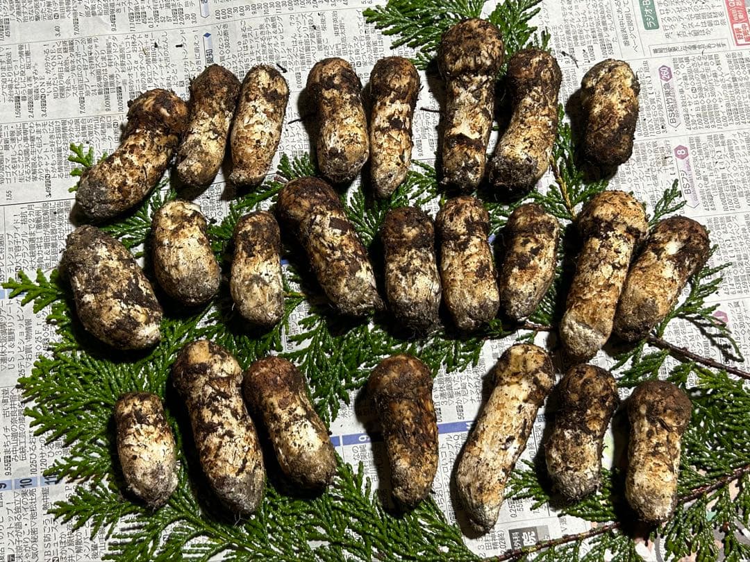 ☆信州産松茸☆松茸ご飯等に☆冷凍松茸☆約210グラム☆まつたけ☆国産松茸☆