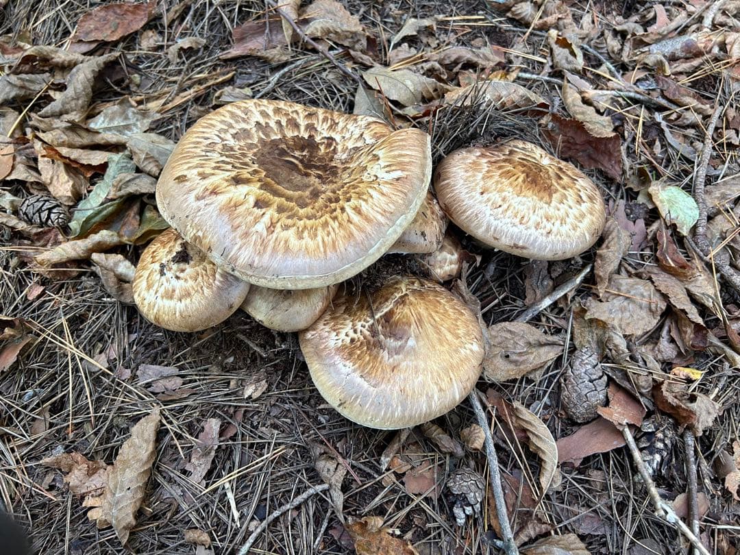 ☆信州産松茸☆松茸ご飯等に☆冷凍松茸☆約210グラム☆まつたけ☆国産松茸☆