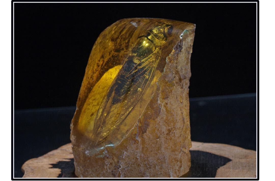 旧家初心だし　中国時代の化石　天然琥珀サソリ古美術 DE1656D4-2