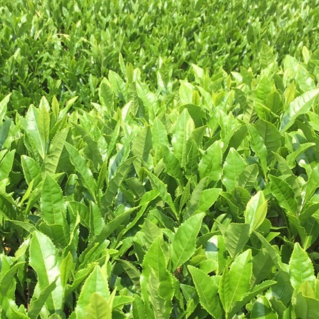 八女茶，(水出し煎茶)800円10袋(特上煎茶)750円3袋めめママです。