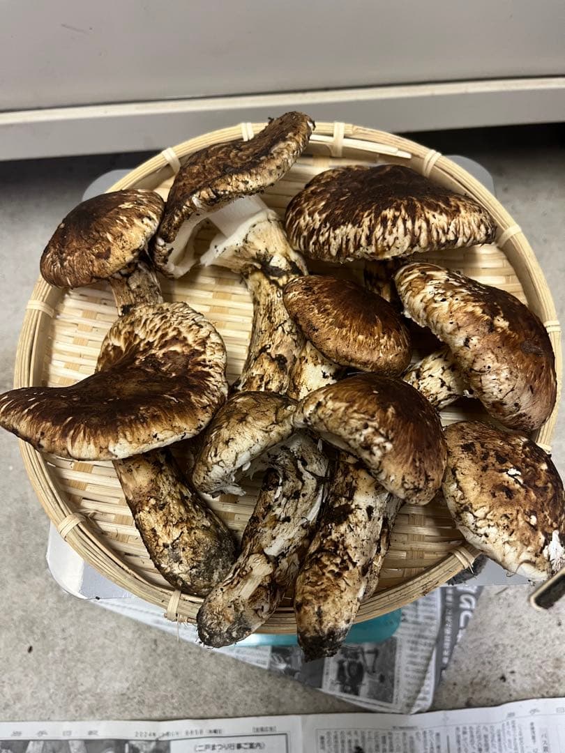 岩手県産松茸　開き　2