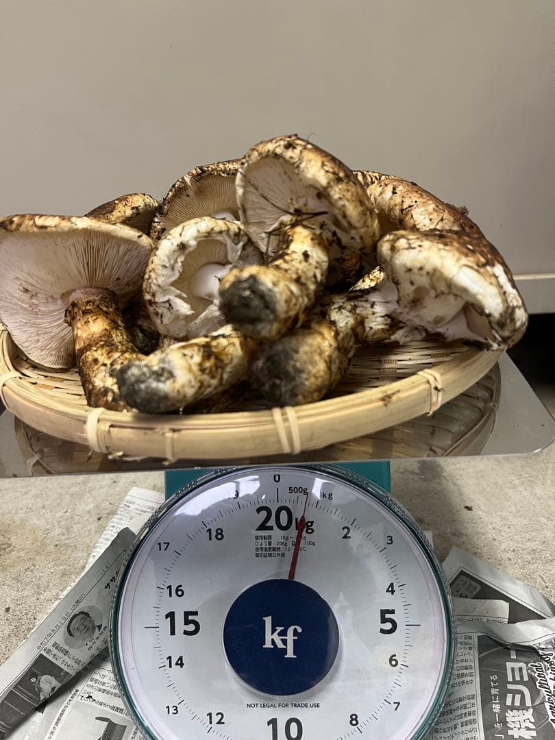 岩手県産松茸　開き　2