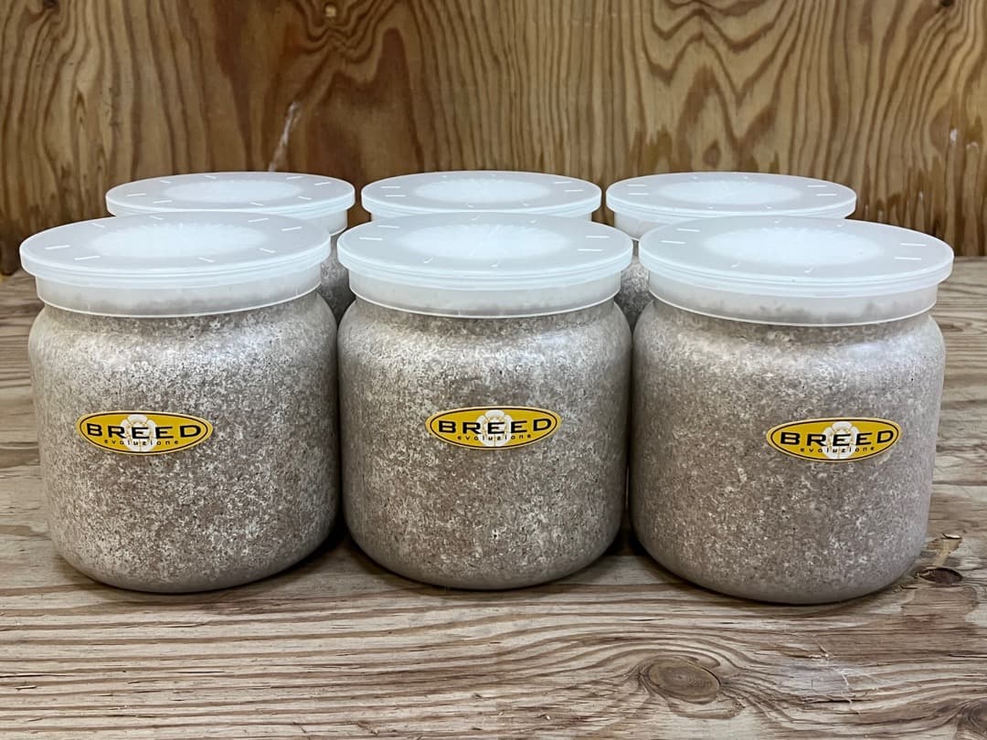 大型・美形クワガタ用　BREED菌糸ビン　NEW1500ml　6本セット／菌糸瓶