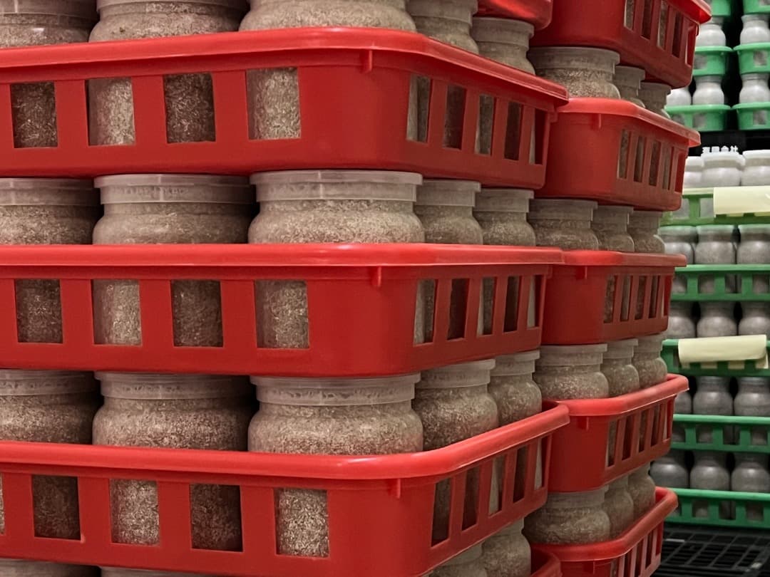 大型・美形クワガタ用　BREED菌糸ビン　NEW1500ml　6本セット／菌糸瓶