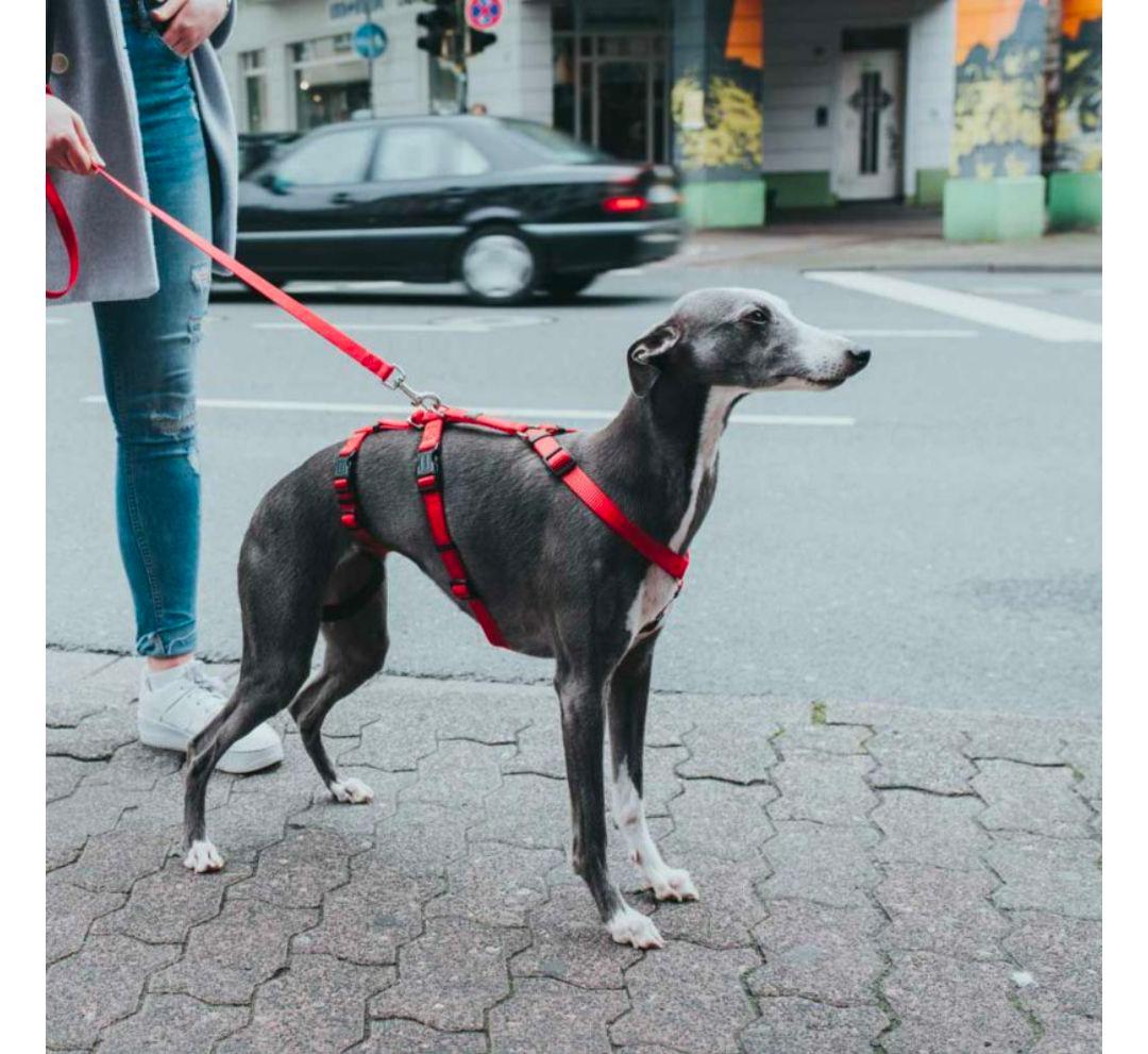 【即購入優先】　ハンター 犬 脱走防止 抜けない ハーネス XS-S ブラック