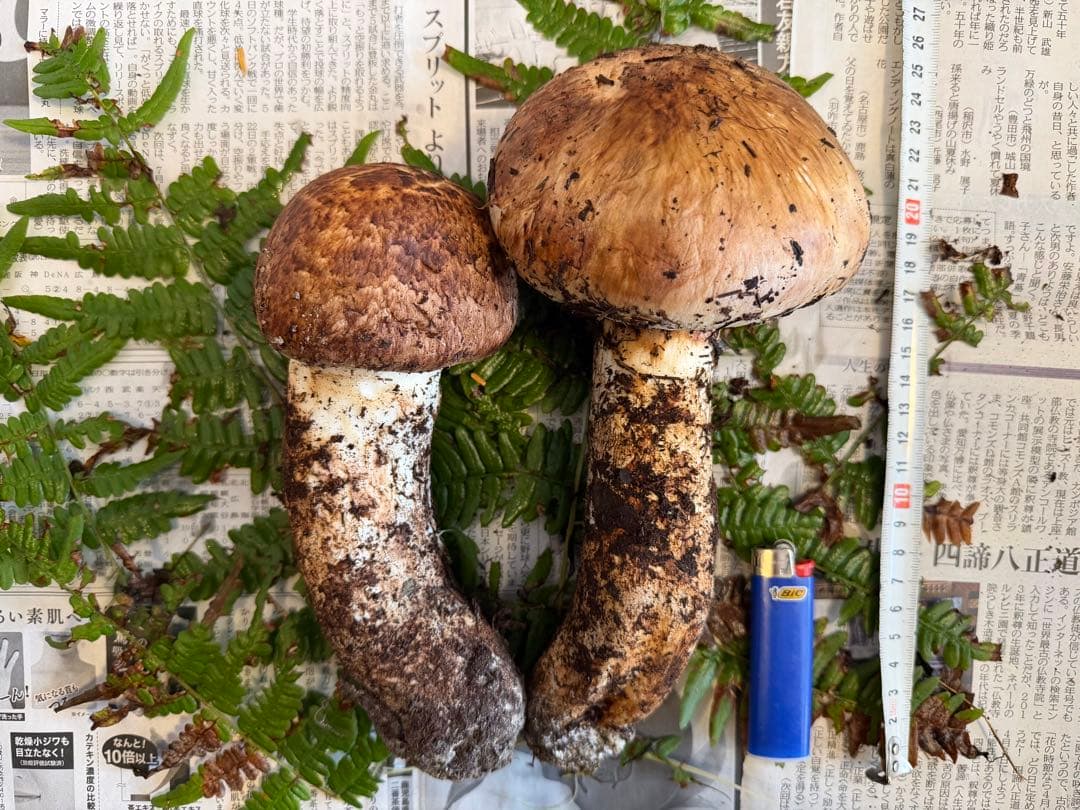 〜希少〜極太つぼみ 長野県産 信州松茸641g