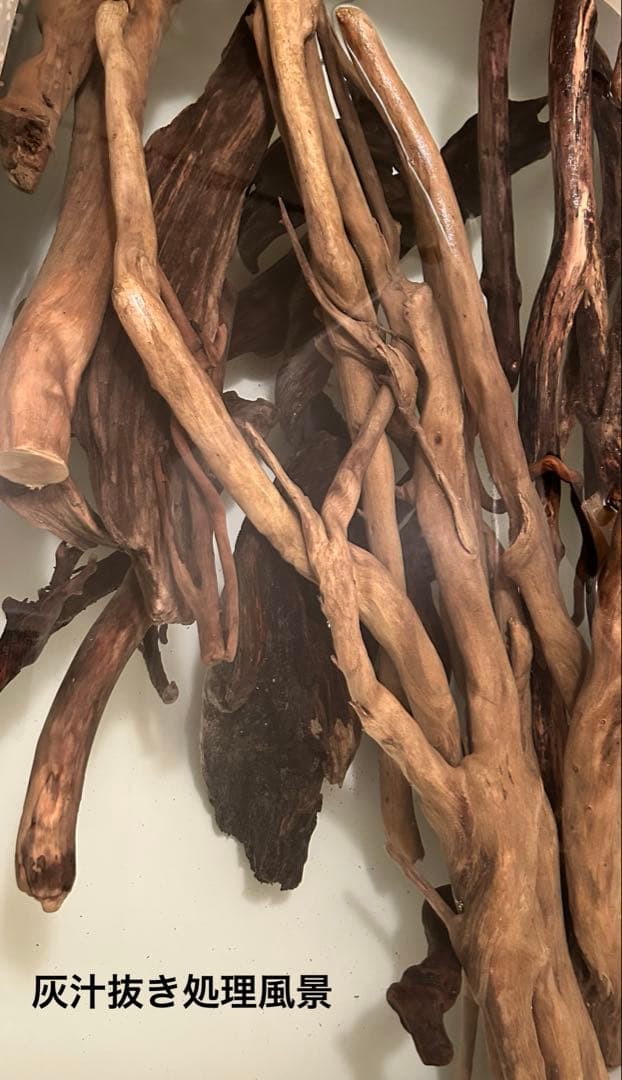 Ｇ79 灰汁抜き処理済　流木　爬虫類　両生類シェルター　観葉植物　インテリア