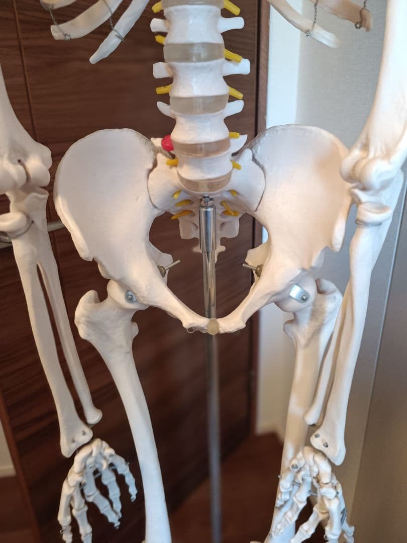 170cm 人体模型 可動関節 等身大 骨格模型 キャスター付 神経根付