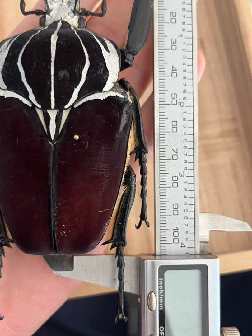 【104mm】ゴライアスオオツノハナムグリWC Goliath 昆虫標本