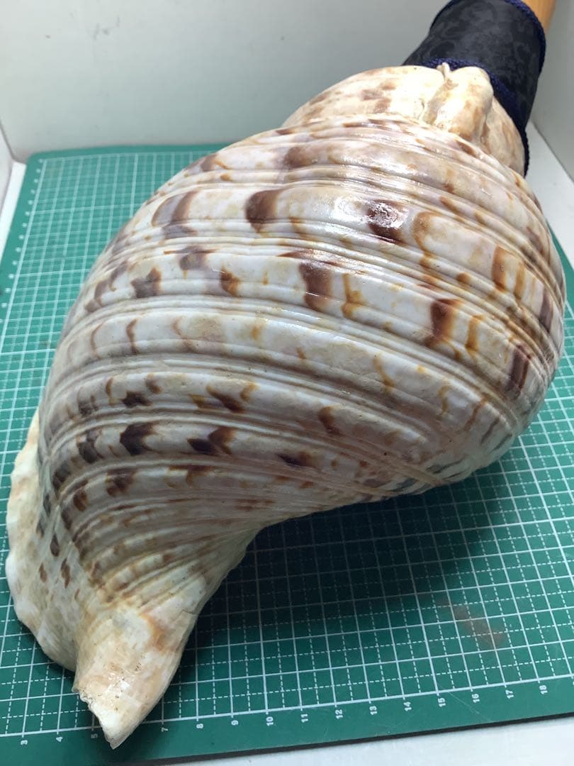 #00・法螺貝・山伏・修験者・金峯山・羽黒山・戦国武将・豊臣兄弟・縁起物・魔除